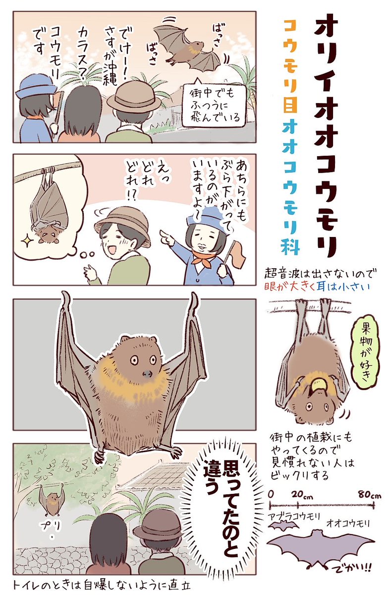 わいるどらいふっ!第157～159種
日本のいろんな面白コウモリたち
#ハロウィン こじつけコウモリ回 