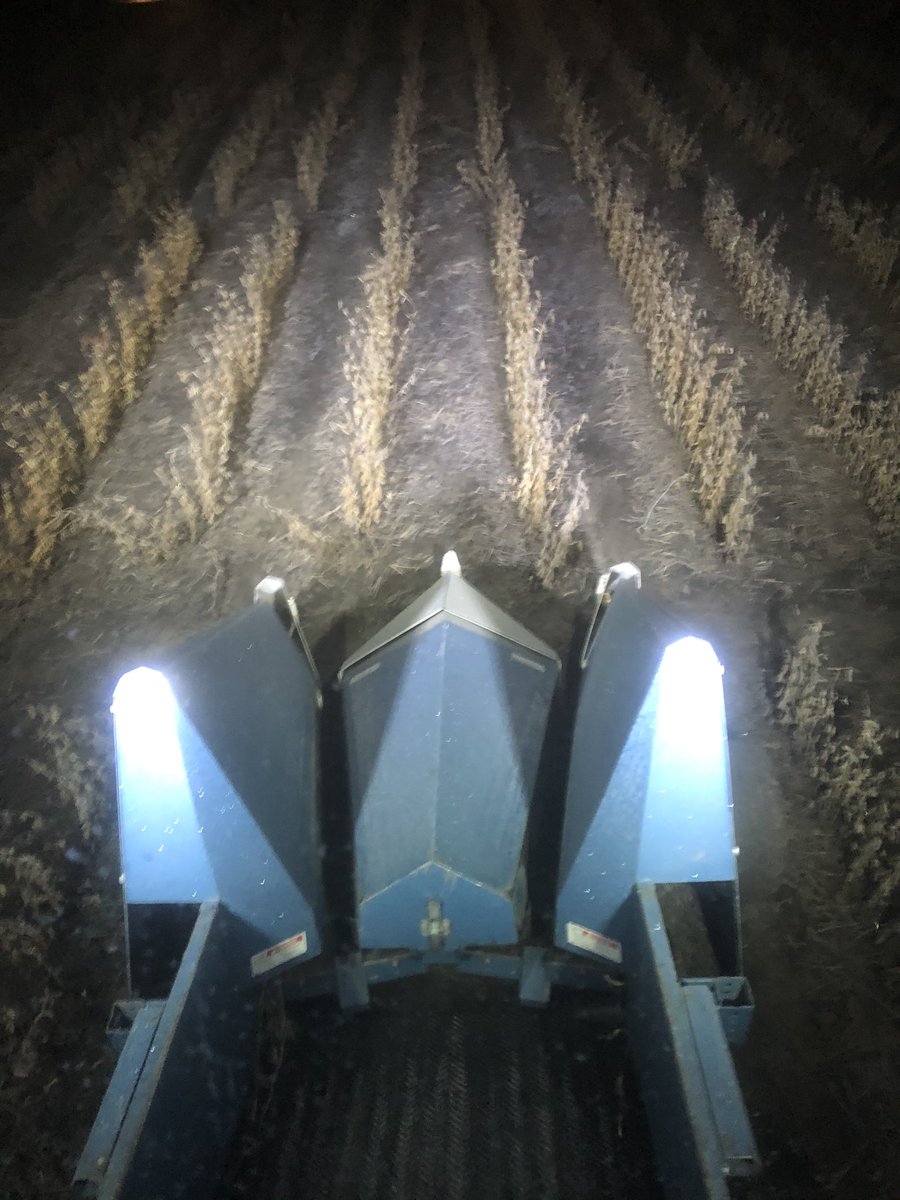 Brushvale Seed tweet media