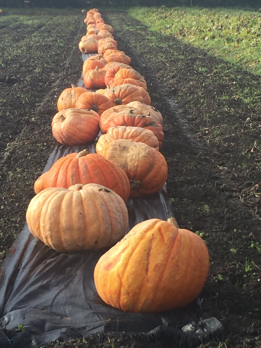 HampshireFare's tweet image. Today’s the day! Have you picked your perfect pumpkin?  Carving still happening ⁦@The_Sunnyfields⁩
