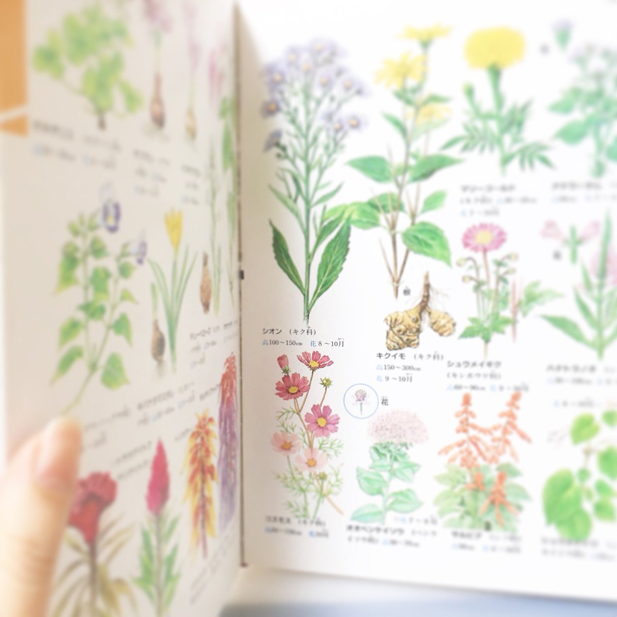 先日編集者さんと、昔の図鑑の話で盛り上がりました。全て絵で描かれた図鑑が好きだったと。今は全部写真なのですよね。こちらは、いまだに眺める学研さんの図鑑です。
(©︎のためボカして載せます)