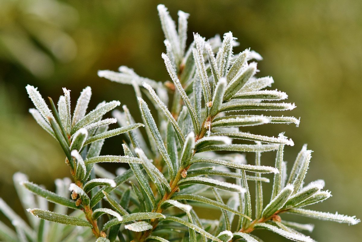 Brrr ☃️ Langzaamaan gaan we weer richting de winter. Bescherm vorstgevoelige planten in je tuin. Hoe je dit doet lees je hier: plantengrow.nl/tuintips/kwets… #vorst #winter #planten #bescherming #koudenachten