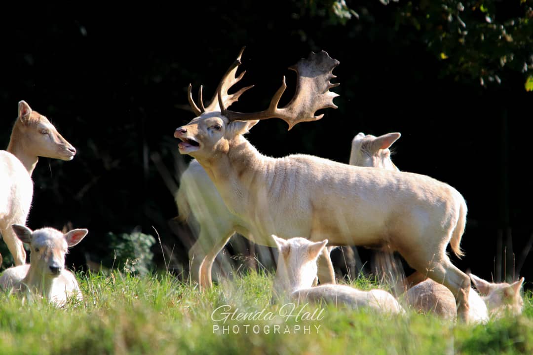 glendahall2's tweet photo. Protecting his girls!!
When this huge big #buck wasn't chasing off the other #males, he was standing in the middle of the #herd barking. Its wonderful to walk through the #deer park, although I wouldn't advise wearing a cream coat right now...You could get a nasty send off 😂😂 https://t.co/rgv5ppfFPs