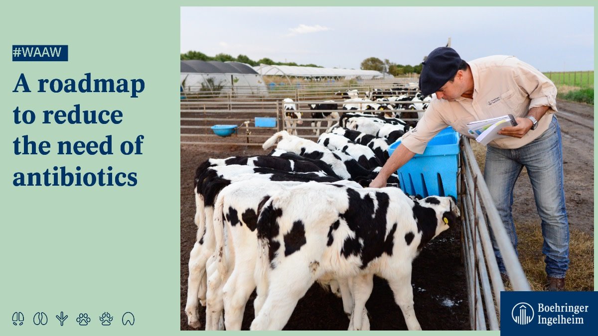 Boehringer_AH's tweet photo. #November is around the corner, bringing the World Antibiotic Awareness Week! Did you know that antibiotics are used to treat diseases and *not* to promote livestock growth in #Europe? 🚫 Stay tuned for more! 📆 #WAAW #AnimalHealthMatters #AniMicrobialResistance #OneHealth https://t.co/r0VqQ48jFA