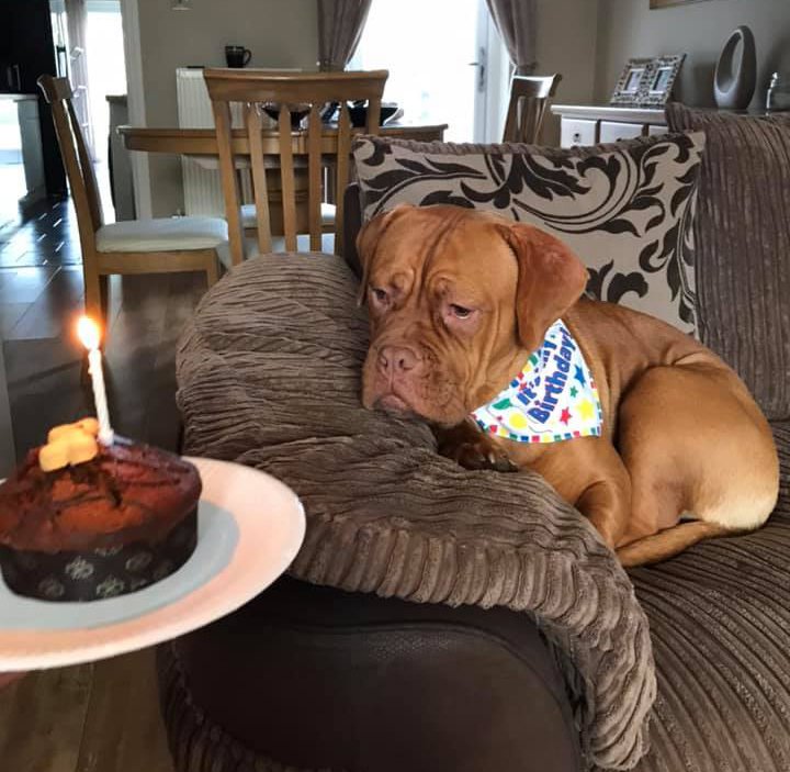 BarkingBakery_'s tweet photo. Sabrina's little Bleu is 1, Yappy Woofday from everyone @thebarkingbakery
Enjoy your very own Pawty Cake!
#cakesfordogs #dogbirthday #dogbakery #dogcookies #dogtreat #puppybirthday #pupcake #dogtreats #dogcakes #dogmom #thebarkingbakery #petsathomeuk https://t.co/zKyoJmunpw