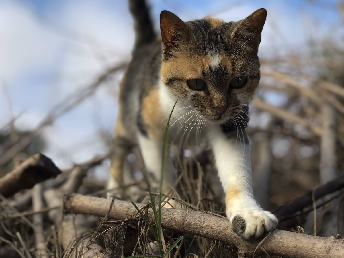 NATPICSs's tweet image. Cats leave paw prints in your heart ,forever and always ❤️🐾
