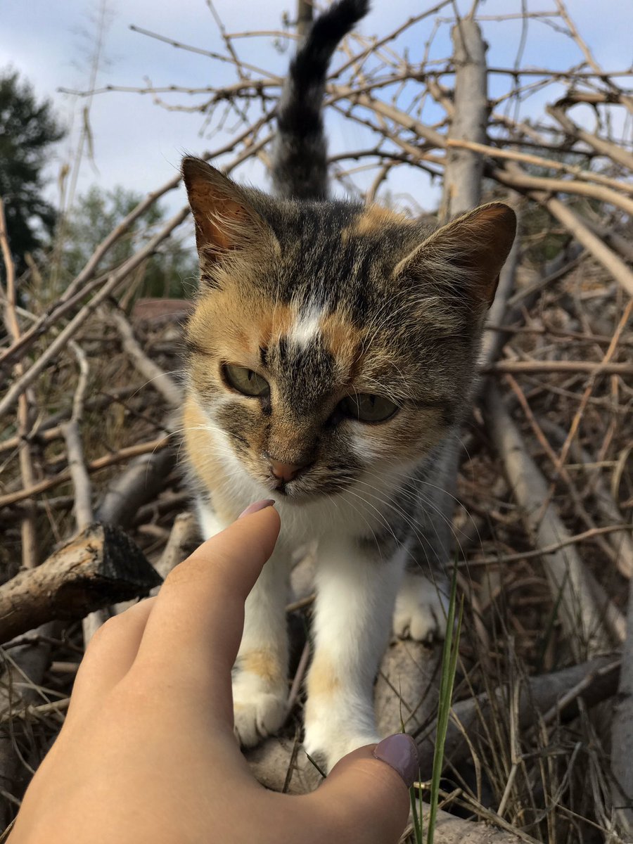 NATPICSs's tweet image. Cats leave paw prints in your heart ,forever and always ❤️🐾