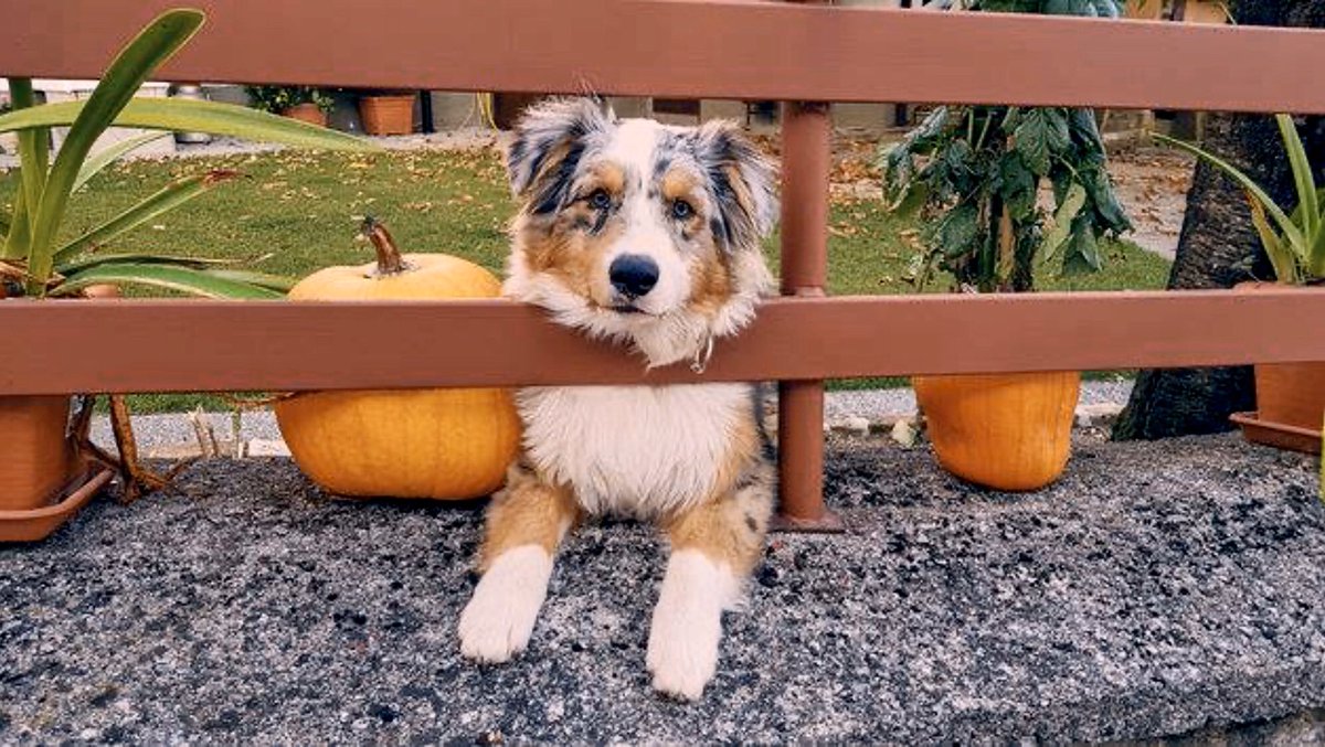 'Planning To Dress Up Your Pet For Halloween? Here's Why You Should Think Twice' Little piece I wrote for <a href="/HuffPostUK/">HuffPost UK</a>, please keep your pets safe &amp; stress free tonight: huffingtonpost.co.uk/entry/looking-… #Halloween #pets