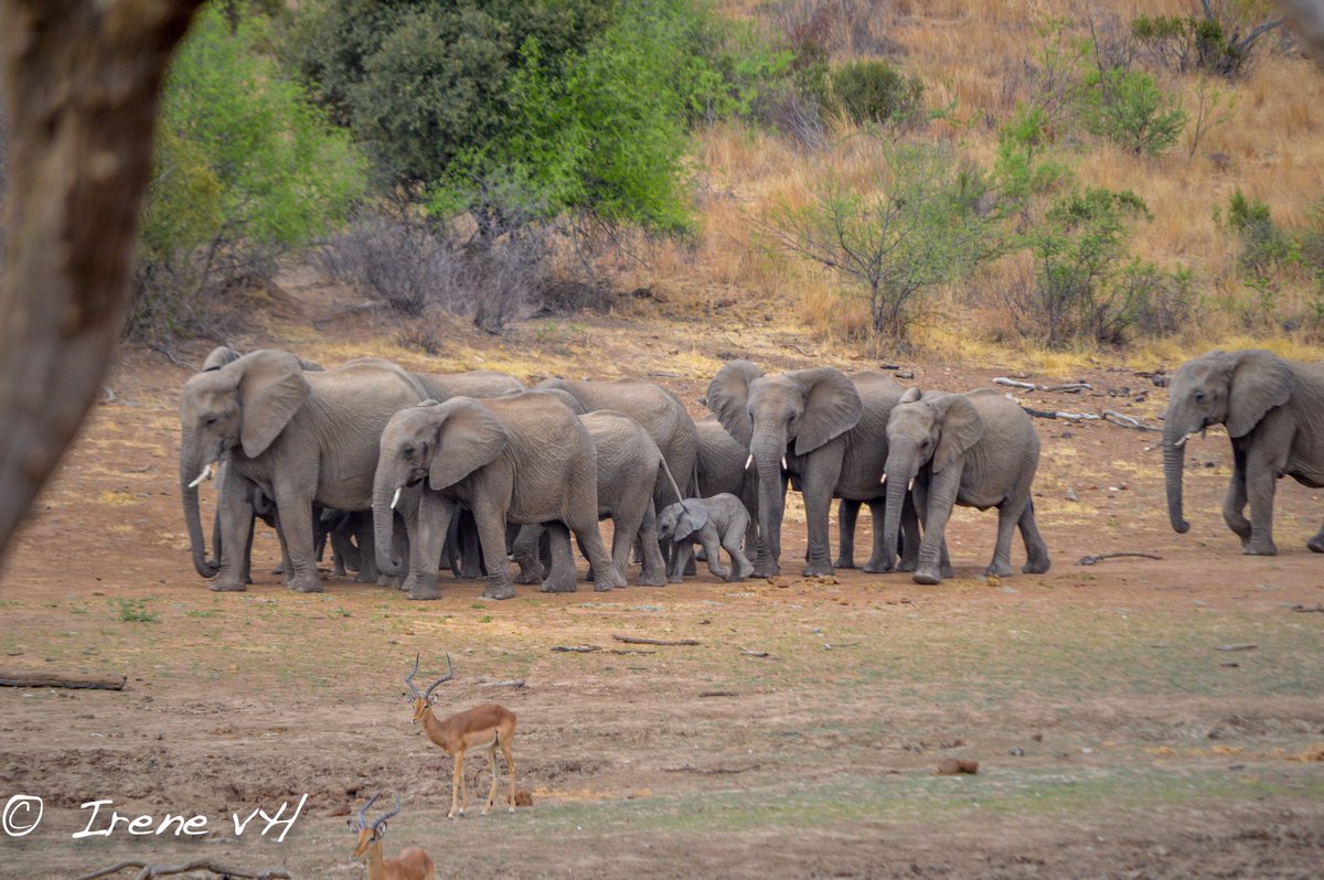 IreneVHS's tweet photo. We saw this stunning herd of elephants going for a drink in one of the dams last week in Pilanesberg.  They moved guardedly together protecting their young ones at all times. Such a magnificent sight 😃

#elephants #pilanesberg #southafrica #travel #photography #nature #beauty https://t.co/GzwgLmnq0T