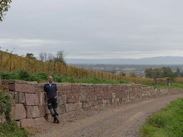 Latest #pressreview with a focus on our dry stone wall in the #grandcru #Pfersigberg in #Eguisheim #visitalsace #alsacemylove
#Emilebeyer #alsacerocks #drinkalsace #ClosLucasBeyer #unescopatrimony #muraillerdebourgogne #terroir #organic 
#memorys #somm #… ift.tt/32YD35A