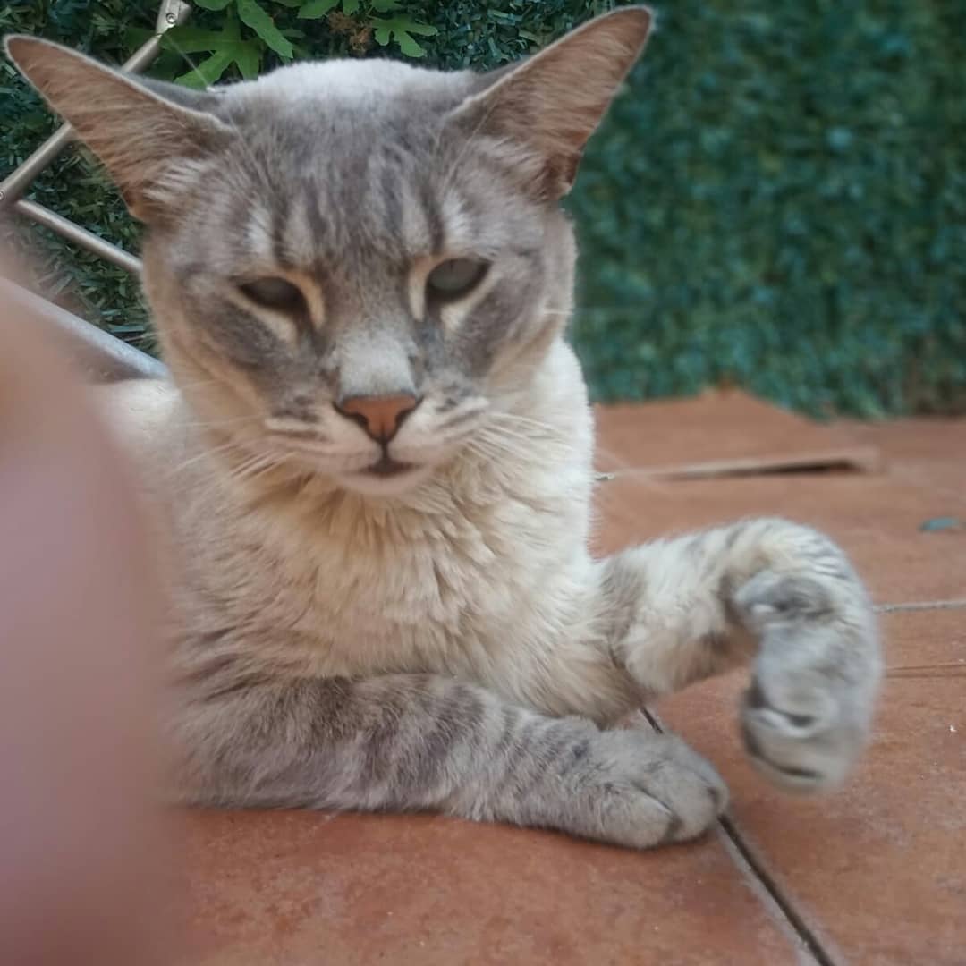 GuadacatCES's tweet photo. ⚠️⚠️⚠️ CONDE SE HA PERDIDO ⚠️⚠️⚠️ En Navalafuente, a mediados de Octubre. Tiene 4 años. Si le veis por favor llamar al: 664 063 357

O contactar con la asociación:
guadacat.cesguadalix@gmail.com

Muchas gracias!
#navalafuente #sierranortemadrid #cathelp #rescuecat #gatoperdido https://t.co/INZ6p12U5Z