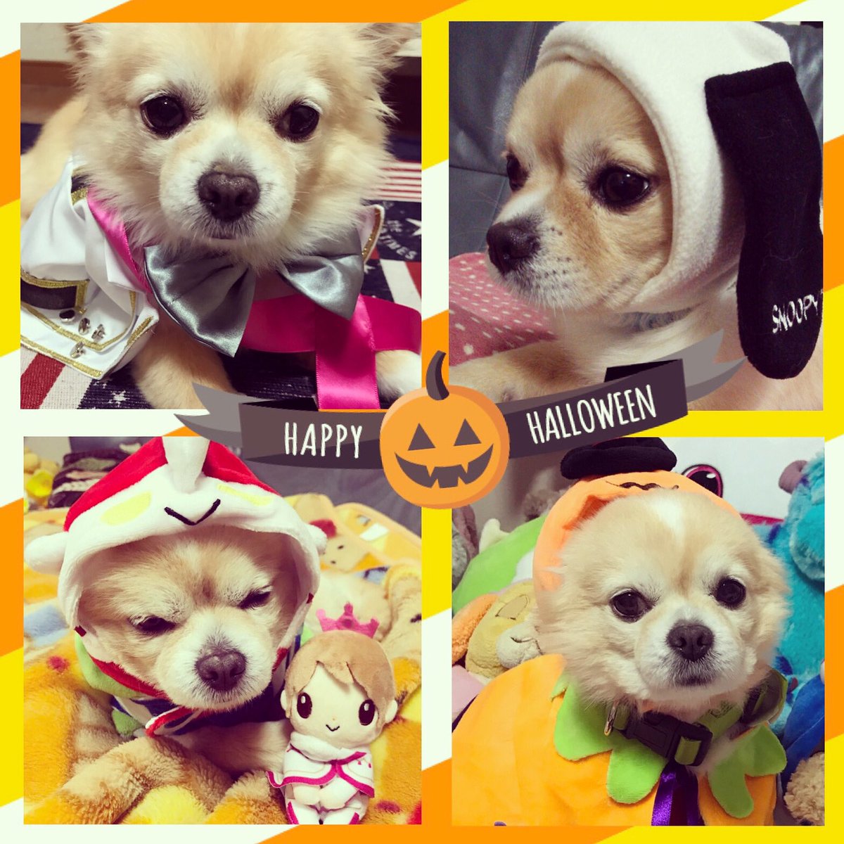 Sanae Twitterren ハロウィン楽しんでますか 玄樹くんも楽しんでるかな びわ湖は静かなもんです 愛犬マロンはただただお散歩好きでおやつが嬉しくて家族を見つめて生きてるよ ハロウィン Kingandprince 岩橋玄樹 愛犬 チワワ 今日のわんこ Sanae Twitterren ハロウィン楽しんでますか 玄樹くんも楽しんでるかな びわ湖は静かなもんです 愛犬マロンはただただお散歩好きでおやつが嬉しくて家族を見つめて生きてるよ ハロウィン Kingandprince 岩橋玄樹 愛犬 チワワ 今日のわんこ
