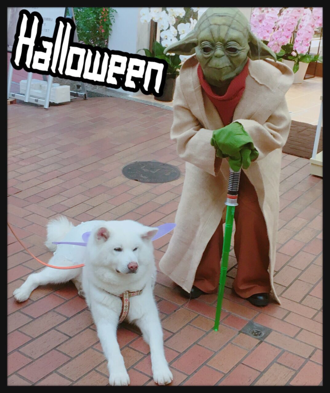 C Rin おどうぐばこ No Twitter 過去の仮装を振り返る 18 スターウォーズ マスターヨーダ 身長的にもばっちりだったと思う Ww ローブは 手作りした Halloween コスプレ ヨーダ スターウォーズ ハッピーハロウィン フォース T Co