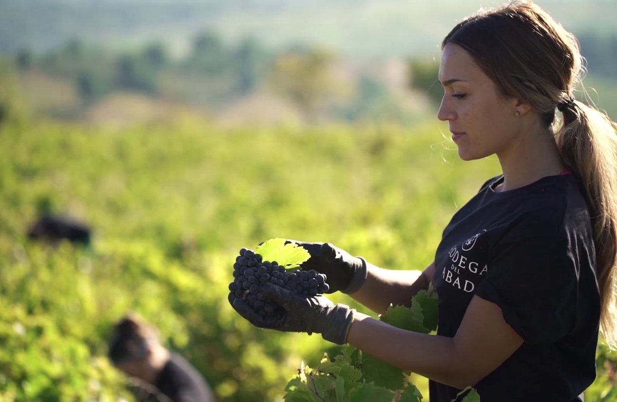 🍇 Una vez concluida la vendimia, podemos confirmar que la añada de 2019 augura vinos de gran calidad en #BodegaDelAbad. En bodega ya hemos obtenido unos mostos muy aromáticos, equilibrados y de un color muy atractivo.

Os lo contamos en 👉 bodegadelabad.com/blog/una-vendi…