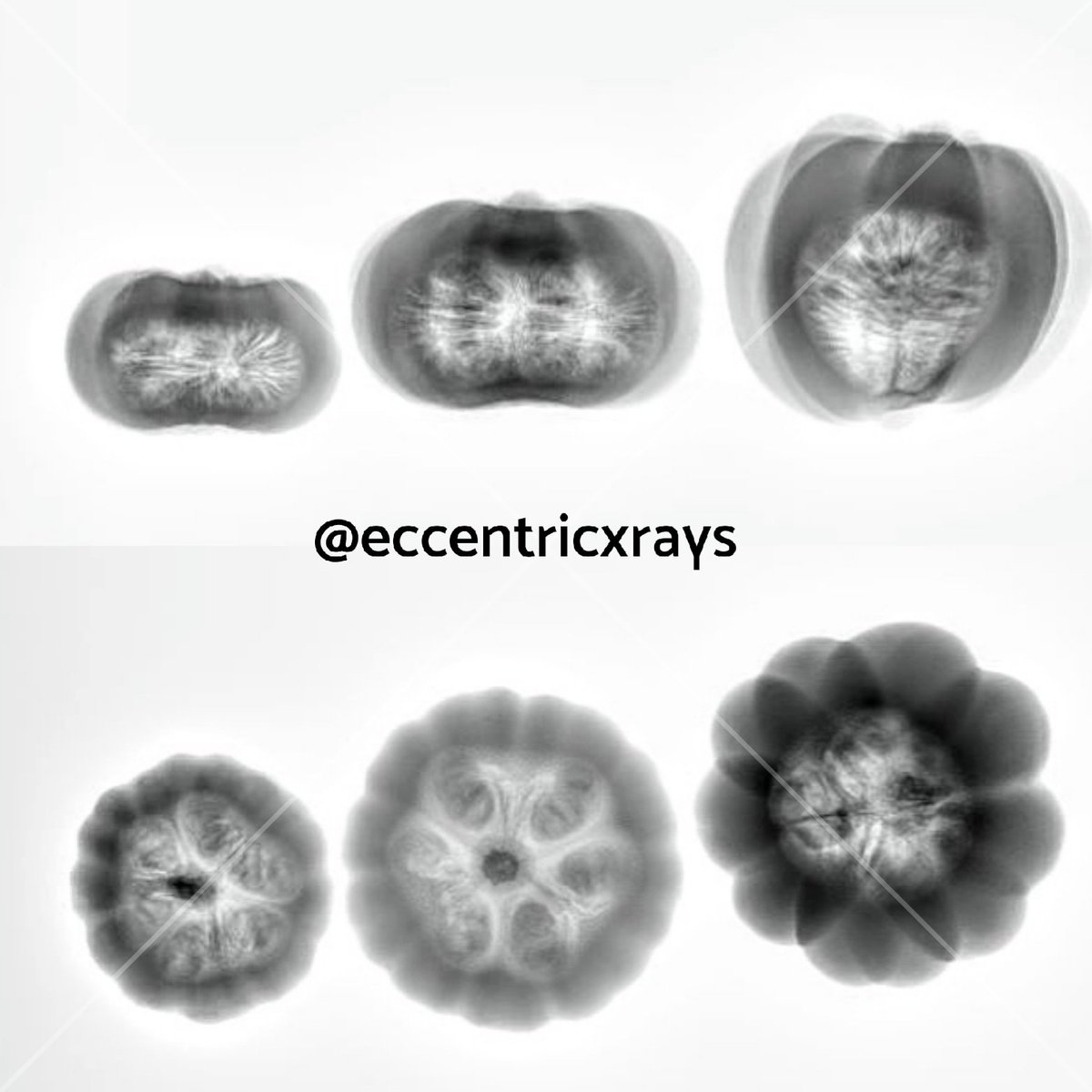 eccentricxrays's tweet photo. #pumpkins
#HappyHalloween https://t.co/mA5XDMjg1A