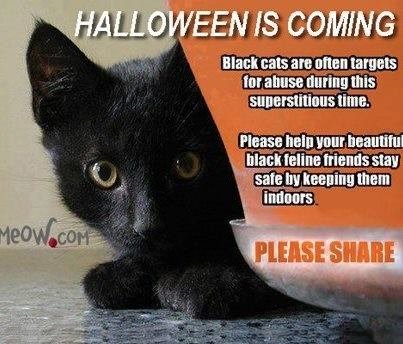 🎃👻PLEASE keep your pets SAFE over the coming days. #Fireworks scare them and #Halloween pranksters can be cruel, especially to black cats. RT
