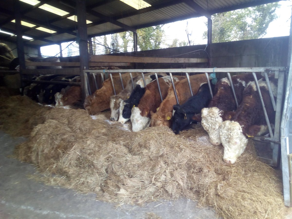 Neil Morris Neilmor11 Twitter