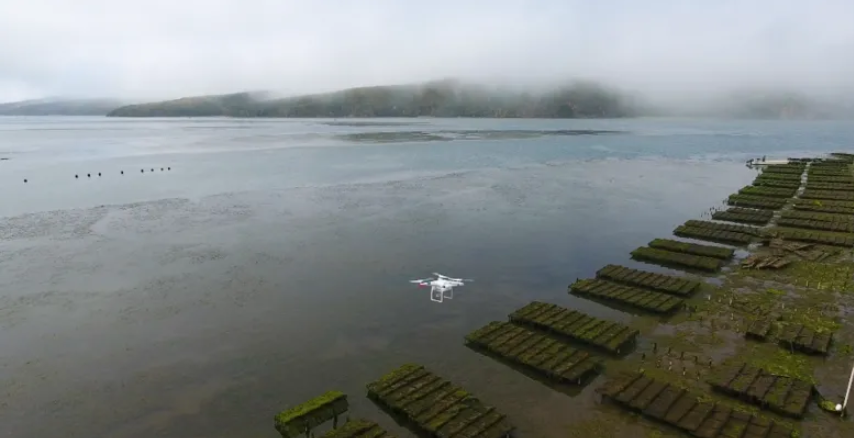 SeafoodFund's tweet photo. A meta-analysis has found suspended #shellfish #aquaculture in the ocean can remove nitrogen &amp; improve water quality. Removing nitrogen from the water reduces risk of harmful algae blooms &amp; so supports the wider #ecosystem. 
https://t.co/BQJc398Igq #science https://t.co/mxZvmDuwER