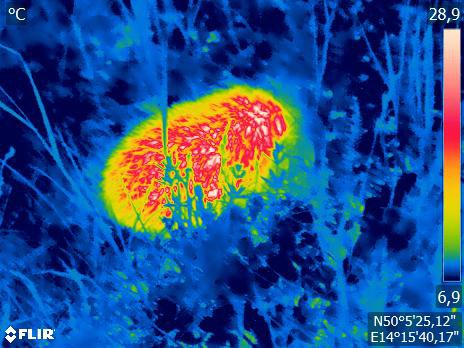 WTechnika's tweet photo. 🦔 #ježeček🐾 v termovizi - s nasi oblubenou termokamerou #FLIRE95 od @flir 🥳
#FLIR #WTechnika #ILoveThermoWorld #FLIRSystems #TermokameryFLIR #jezek #ThermalImaging #FLIRtermokamera
#hedgehogs #ježko #ježek #hedgehog https://t.co/MEpNrSL9k1