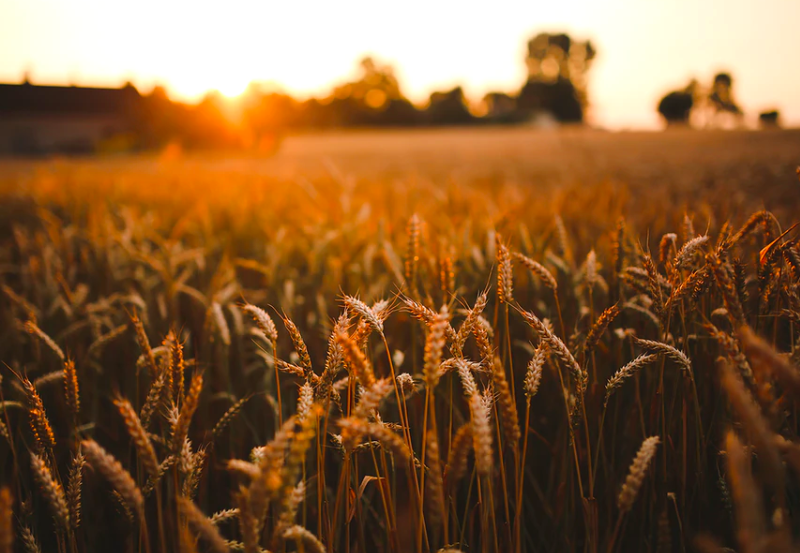 agripoolapp's tweet photo. Are you interested in farming? Here’s how AgripoolApp can offer you with farming training and mentorship. Sign up today! https://t.co/lULCjOc3yx
#Agripool #Farming https://t.co/ORtjpBWTr2