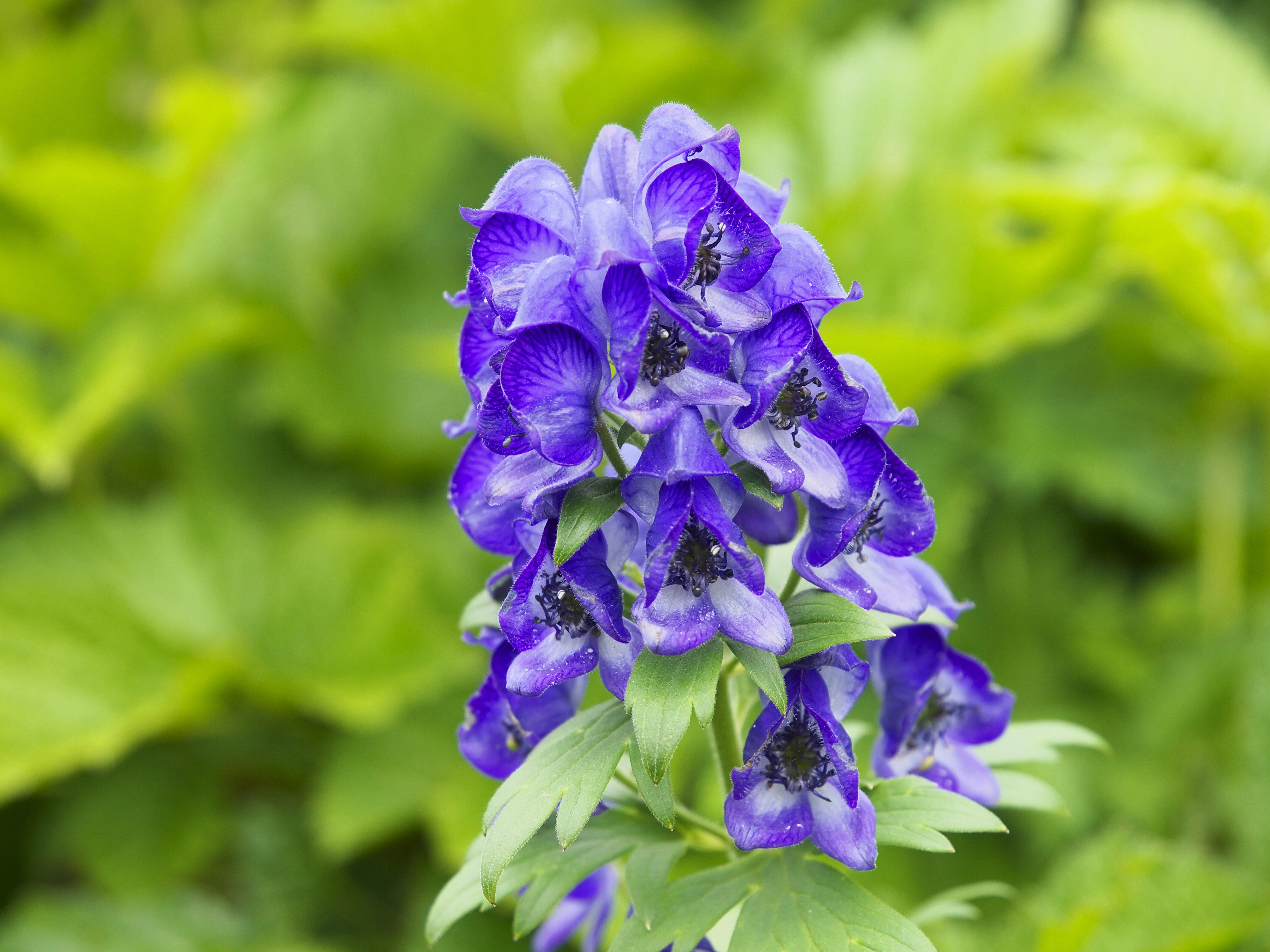 水素の音がするねぎ Kanpo Inoti 関係ないかもしれないけど英語の花言葉は以下の通り アヤメの 花言葉 英語 メッセージ 希望 信頼 友情 知恵 トリカブトの花言葉 英語 騎士道 武者修行 自分は見た目で言っちゃうけどやっぱ