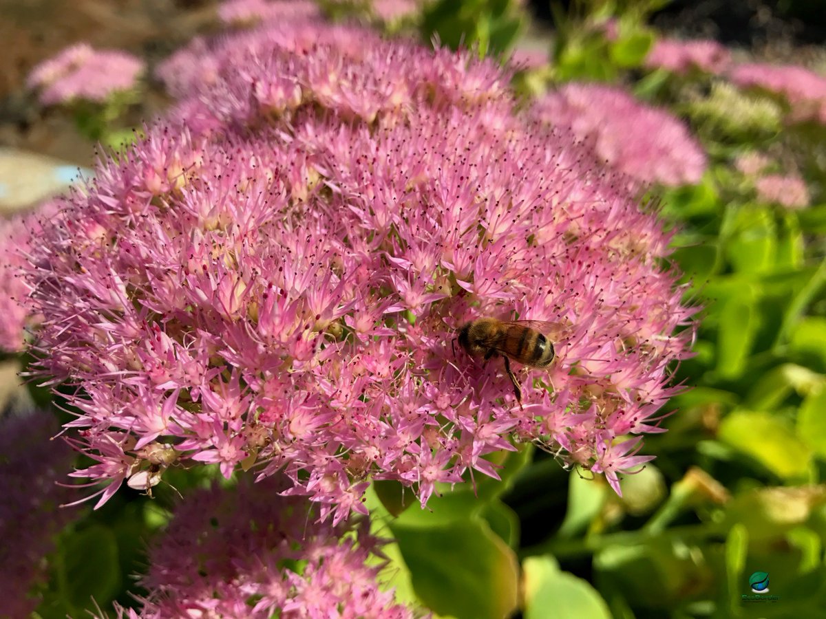 EcoBorder's tweet photo. This Queen of the Prairie is going as a pollinated flower for Halloween!!
🌸☀️🐝🎃
Happy Halloween!
#thursdayvibes #halloween2019 #goldflame https://t.co/Zrg2ONYpk9