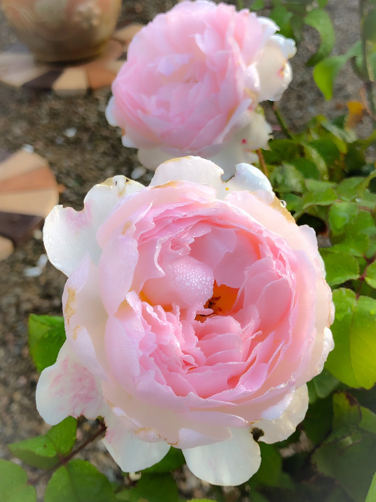 藤田重信 庭薔薇 シャリファ アスマ Sharifa Asma 19 エミリー Emily 1992 モニークダーヴ Monique Dave 09 ムーン ビーム Moon Beam 19 T Co Vr19ax1r4k Twitter