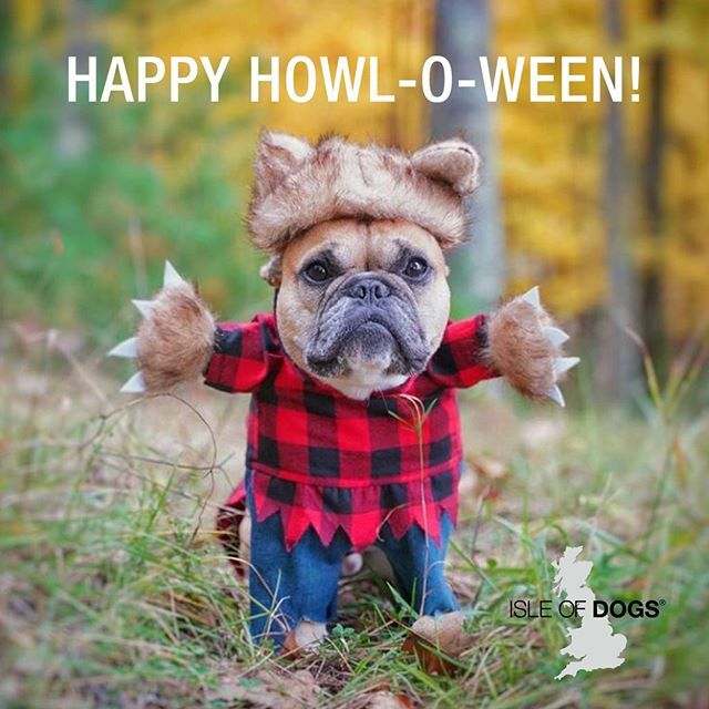 iodogs's tweet photo. Make it a Happy & Safe Halloween! ๐ธ by @gusgusinthecityโ
*โ
*โ
โขโ
#iodogs #dog #dogs_of_instagram #petstagram #dogsofinstagram #ilovemydog #instagramdogs #dogstagram #dogoftheday #lovedogs #instadog #healthydog #halloween #gusgusinthecity #frenchie https://t.co/i0lHRFZQwY https://t.co/ecW7kEtCAt