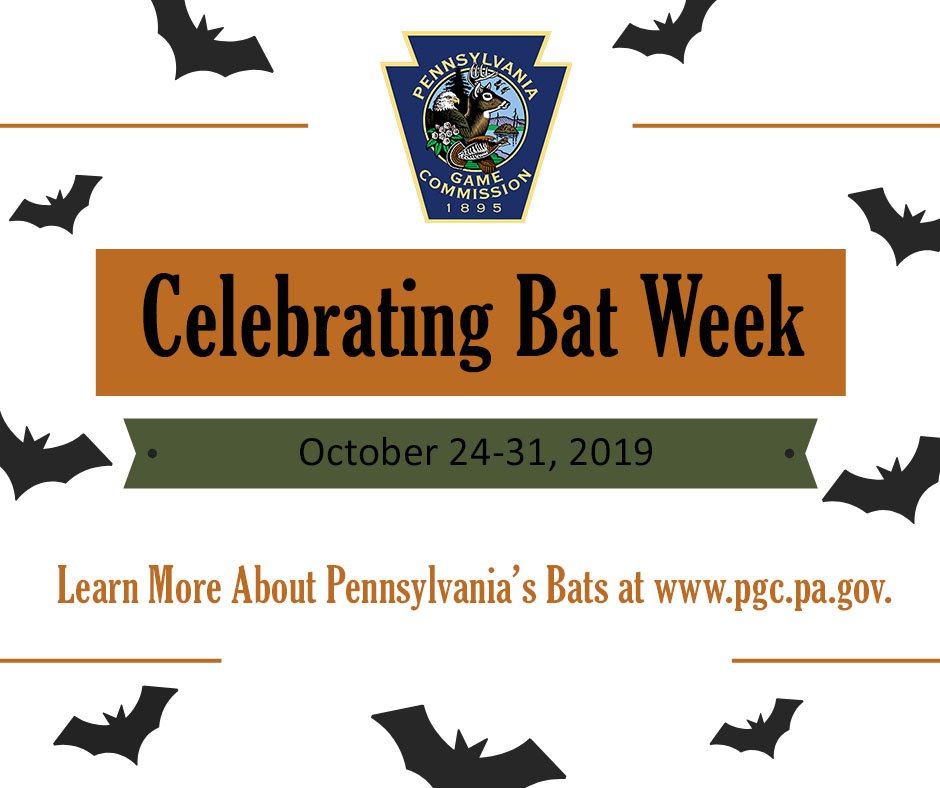 PAGameComm's tweet photo. Did you know that bats are the only mammals that fly? 🦇 Or that a bat can consume up to 25 percent of it weight in a single feeding? 🦇 #batweek2019 https://t.co/ZgIg2Ggri1