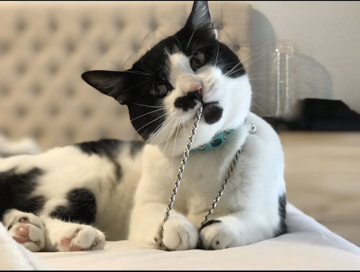 kenny10keys's tweet photo. @Agrimsley nope, but she does wear 2 chains https://t.co/cFasy7PVXh