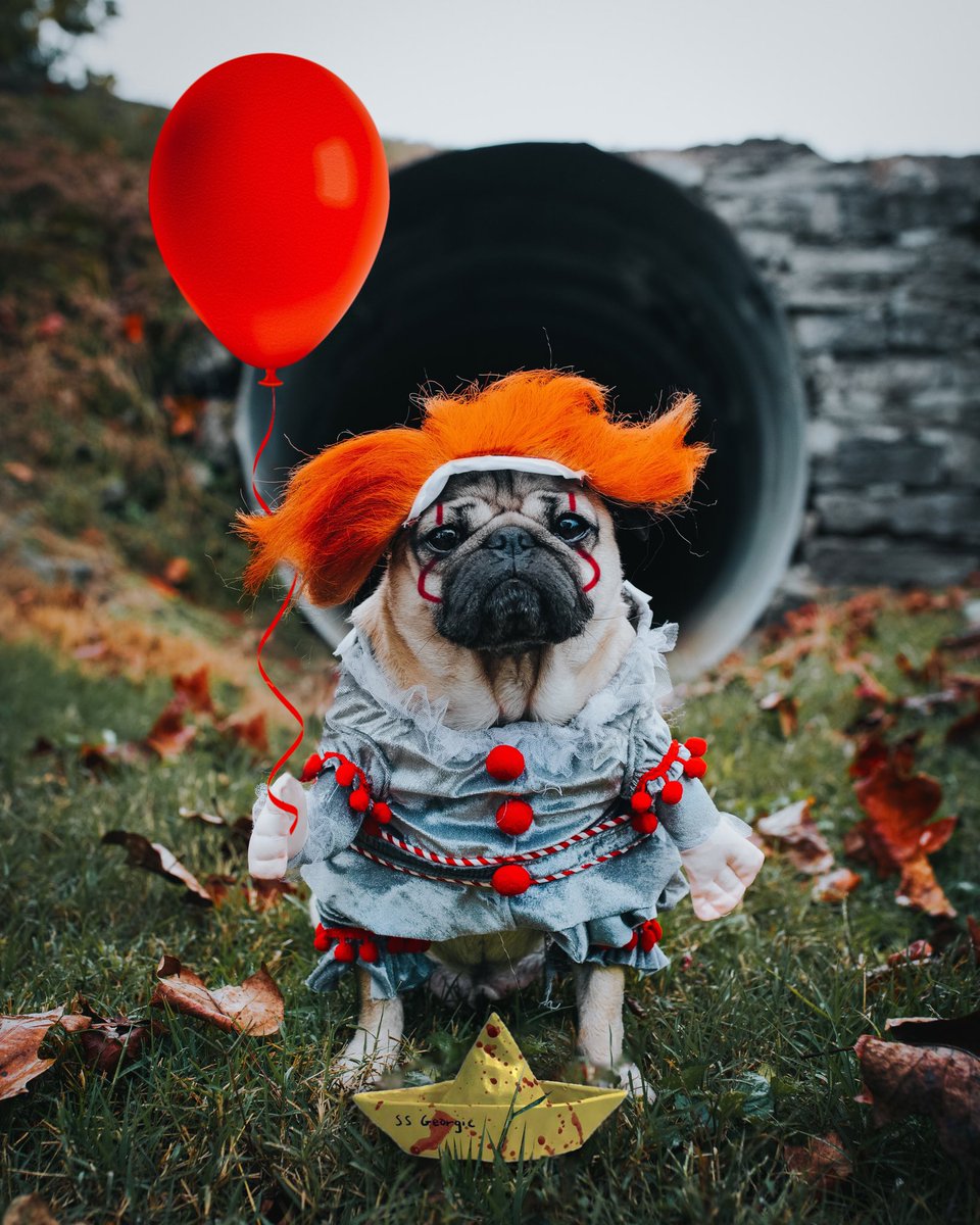 itsdougthepug tweet picture
