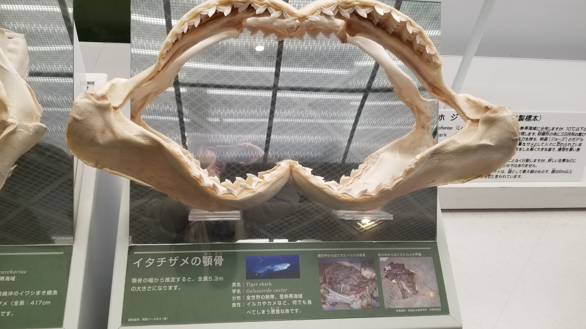 限定版 ネコザメ 標本 顎 歯 標本用品