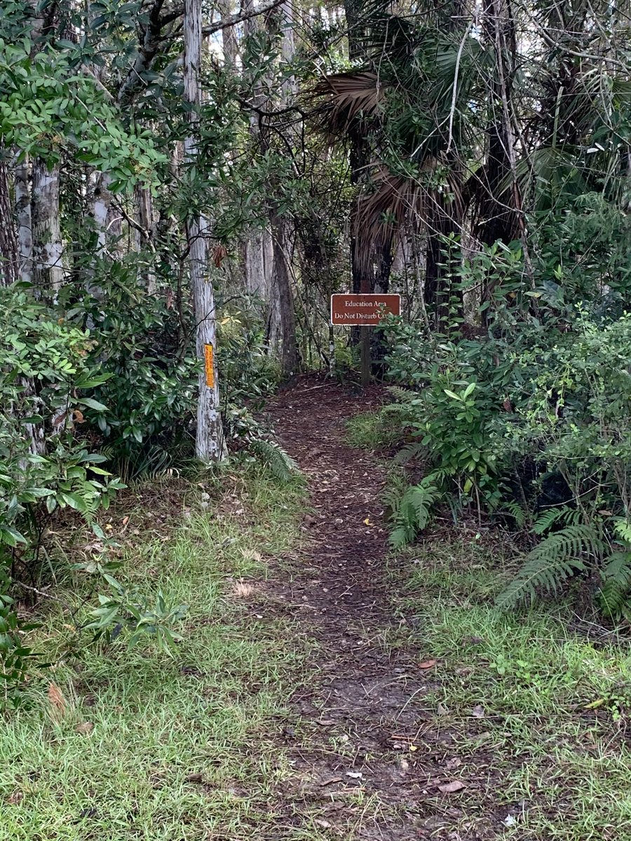 mjloves2teach's tweet photo. Final swamp field trip day! I love this place! ⁦@ROARMMS⁩ ⁦@collierschools⁩ ⁦@CollierScience⁩ https://t.co/kPlxqMMtiM