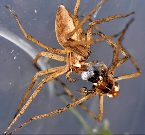 Spiders are not just for Halloween! They are for all year round <a href="/NHM_London/">Natural History Museum</a>