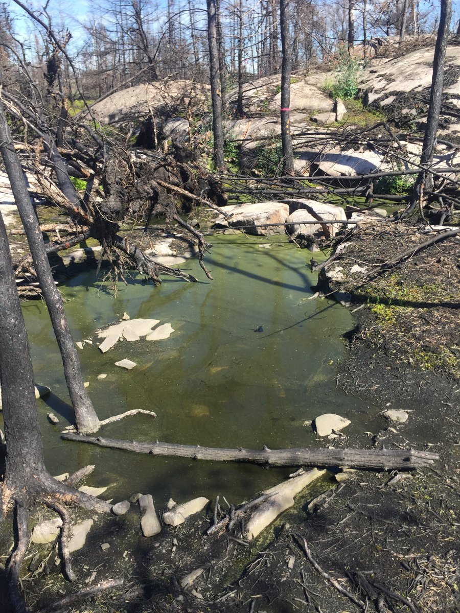 peatofmind's tweet image. A year ago today the #ParrySound33 wildfire was declared extinguished after burning for over 100 days and consuming over 11,000 ha of the peaty rock barrens landscape. This peat fire didn't go into full-on zombie fire mode but it was extinguished on Halloween. Coincidence? ..2/4