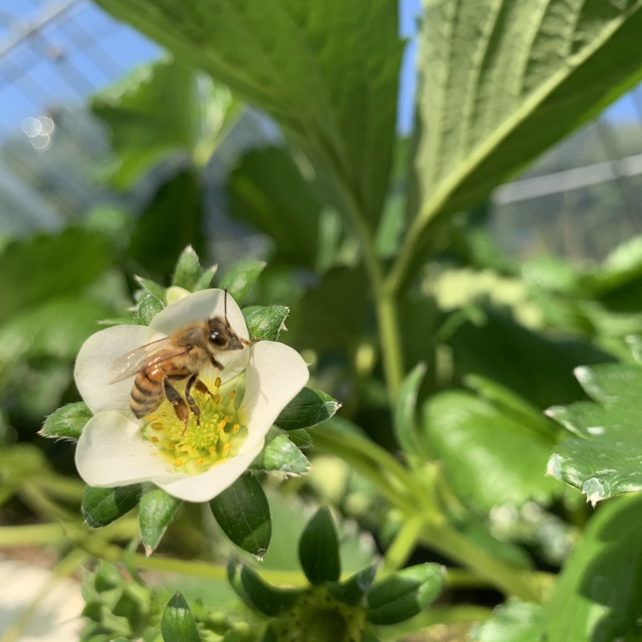 オクタファーム Okuta Farm Twitter