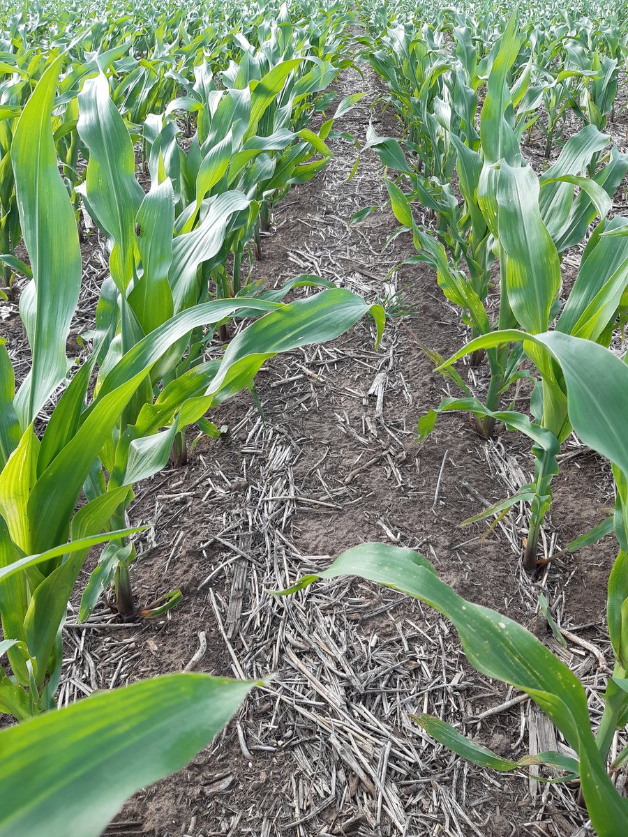 P2089 VYHR 🌽🌽💪