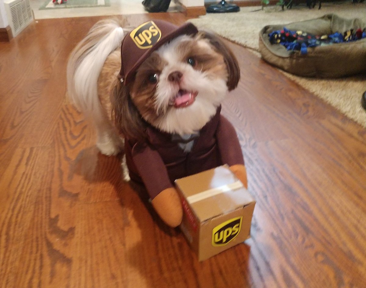 strares's tweet image. Bella's ready for work. @UPS