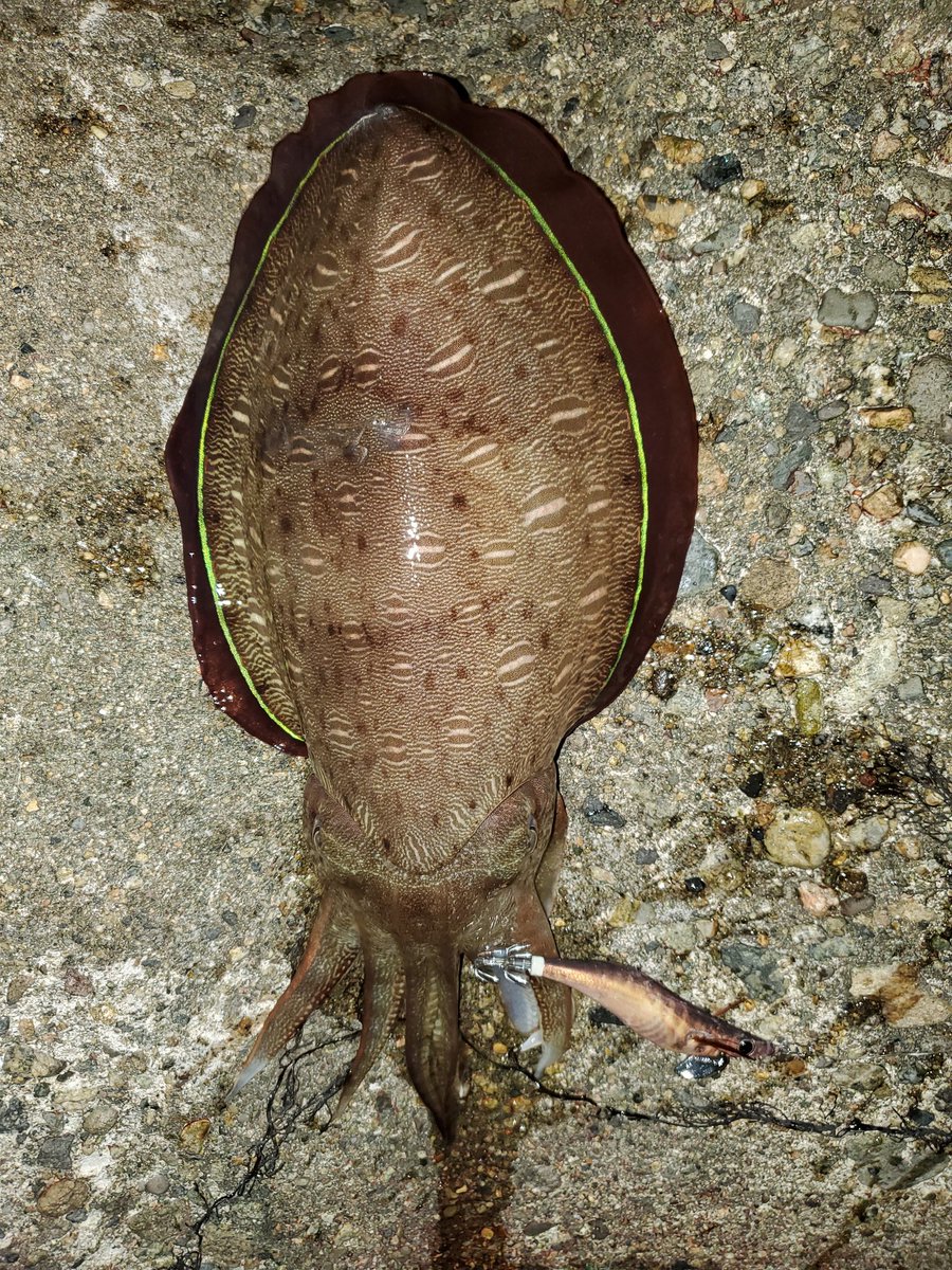 甲イカ Hledani Na Twitteru