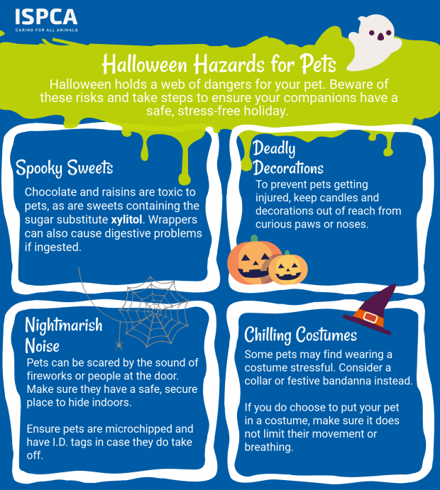 nspca_longford's tweet photo. We're reminding pet owners to be aware of the dangers &amp; stress that #fireworks &amp; #bonefires can cause to #animals &amp; the extra care needed to safeguard not only domestic pets but #wildlife too.  Read #ISPCA #Halloween advice here https://t.co/Ba79lhAfxK
#halloween2019 #Halloween19 https://t.co/4LoMAvgM58