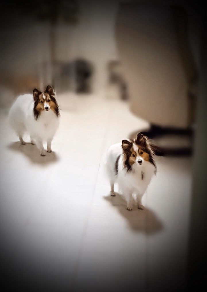 SunStateSheltie tweet picture