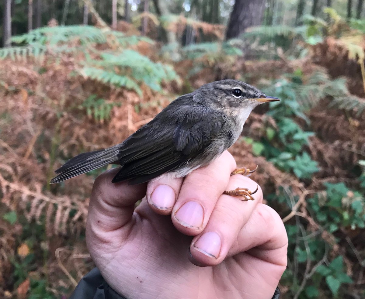 DUSKY WARBLER at Siekierki, Baltic Coast by Michał Redlisiak, Agata Pinszke, 20th for Poland. Trapped and ringed.