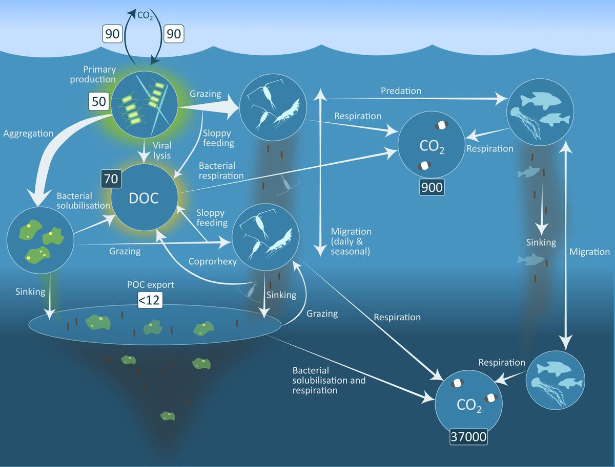 emma_cavan's tweet photo. We also made a new *Biological Carbon Pump* graphic adding some key remineralisation processes which recycle #carbon throughout the upper #ocean.

When I say 'we' it really was the wonderful work of @McCorkStudios! #graphics #scicomm https://t.co/1NDVIDspMO