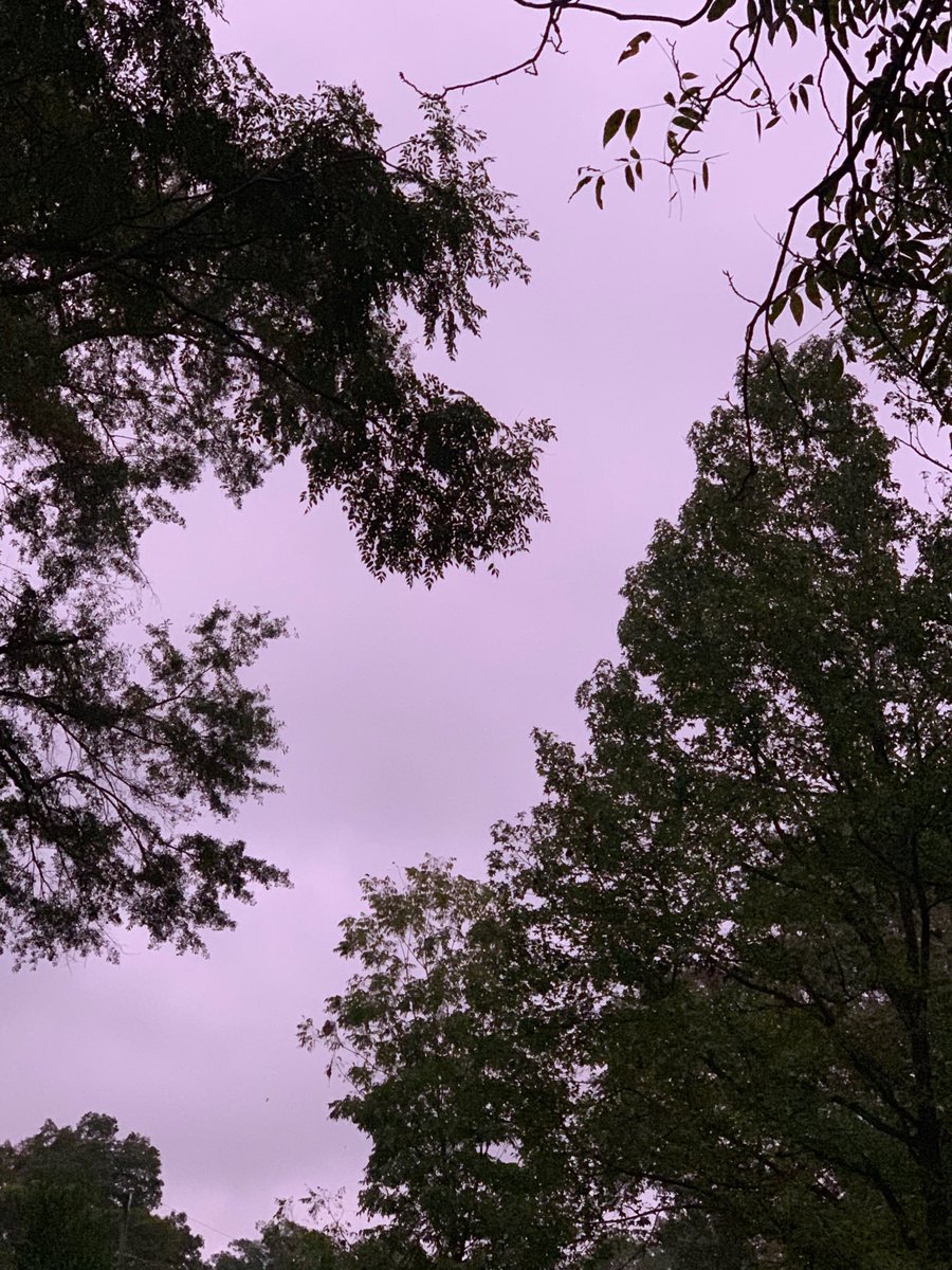 sokamoto's tweet photo. Good morning, Columbus! #ColumbusGA #mydailyphoto #10/31/2019 #2019project #upearly #restlessnight #stillcmoletelycloudy #norainthough #warmer&amp;damp #groundverywet #tinybreeze #birdsveryloud #neighborsdogsquiet https://t.co/rliTM5QGpi