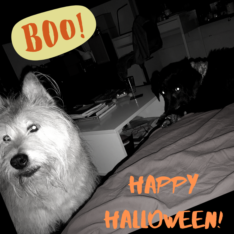 MatchingMutts's tweet photo. Happy Halloween from Krom and the Matching Mutts team!
#MatchingMutts #HappyHalloween2019 #gamedev #indiedev #doggo #Halloween https://t.co/c5aeeQjvvO