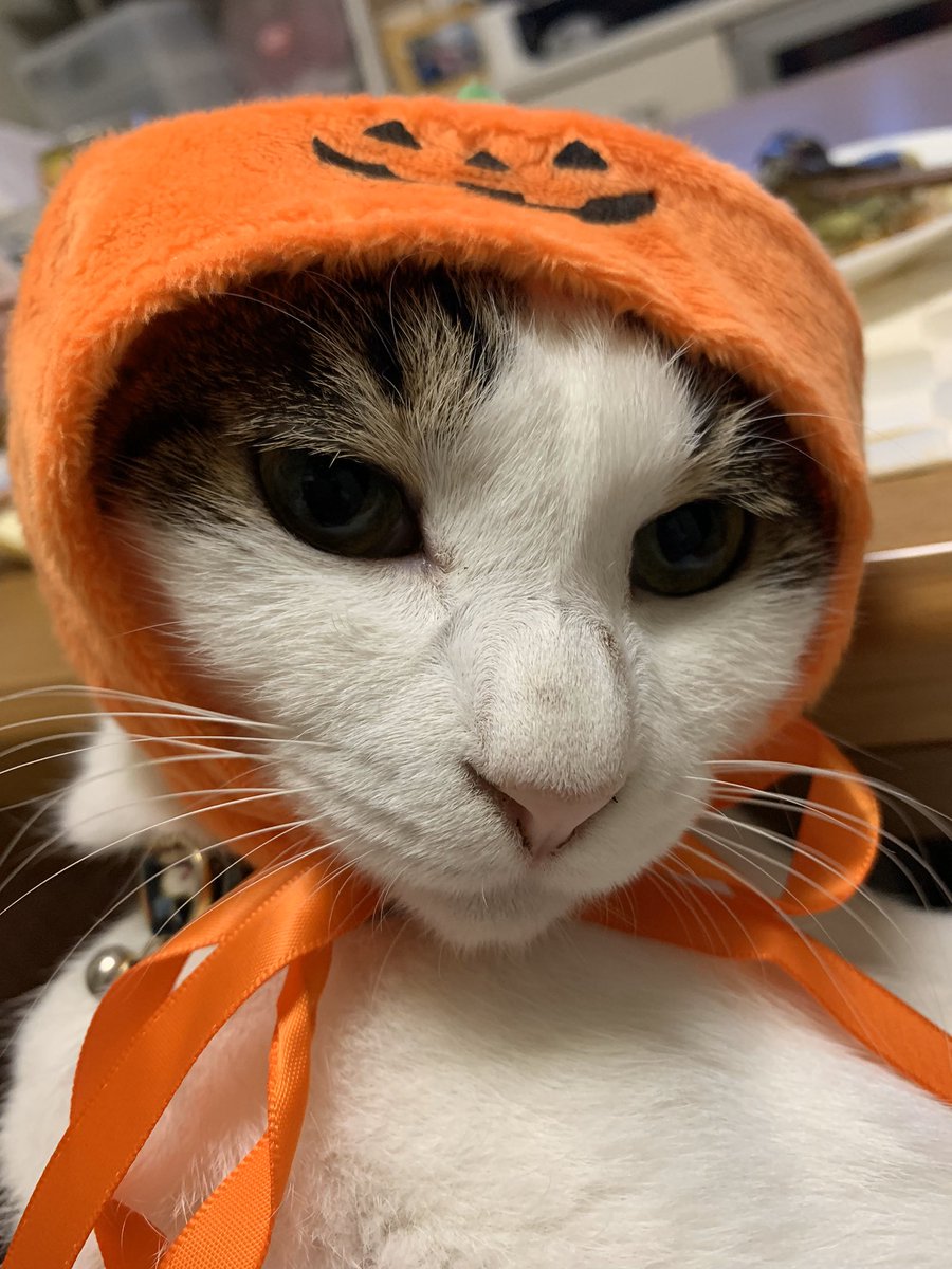 猫ハロウィン 猫ハロウィン