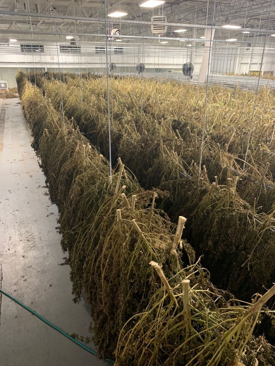 futurefarmtech's tweet image. Future Farm's Maine Hemp Harvest Nearing Completion; Company Files Q2 Financials - mailchi.mp/df8be7432afa/f…