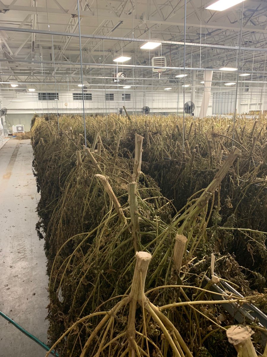 futurefarmtech's tweet image. Future Farm's Maine Hemp Harvest Nearing Completion; Company Files Q2 Financials - mailchi.mp/df8be7432afa/f…
