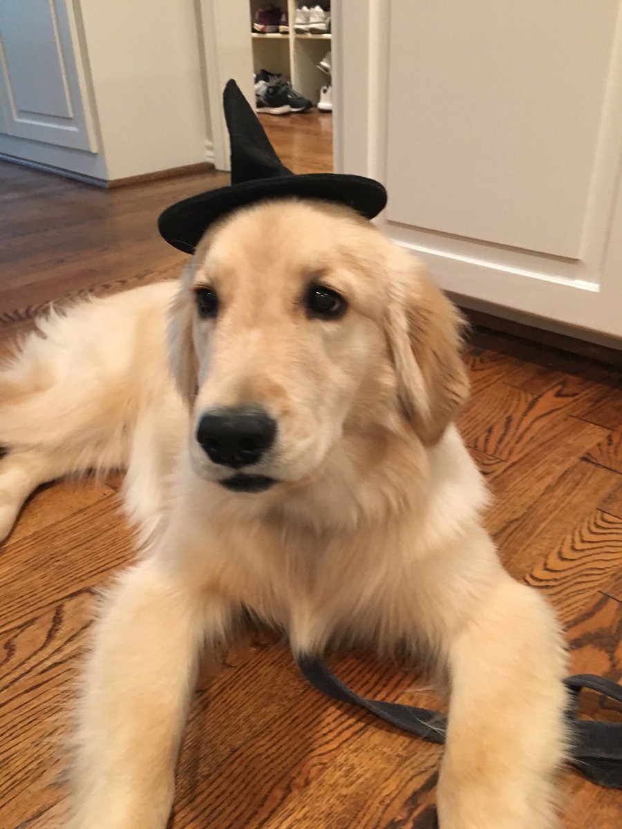 gretchen_linn's tweet photo. Have a sweet Halloween!🎃Go Mountaineers! https://t.co/ohH2iPJTbi
