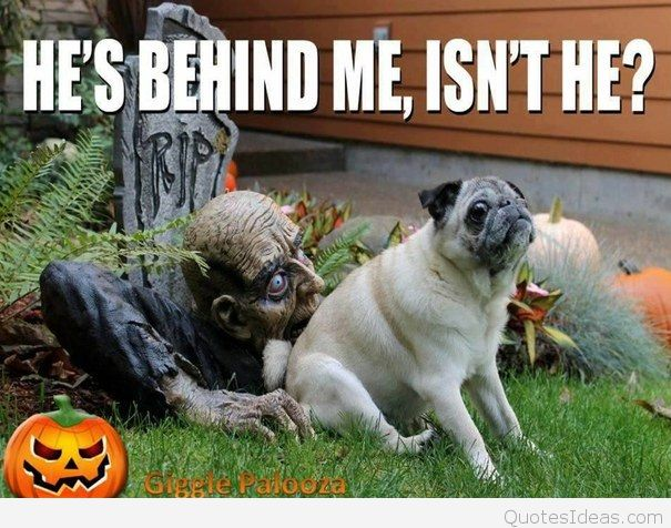 AcademyBcam's tweet photo. #HappyHalloween https://t.co/XG8Q0gfGTl