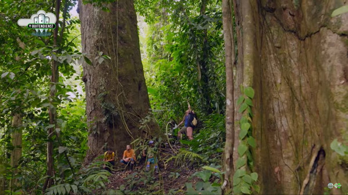 Work with Nature haar debuut op de nationale TV! Aanstaande vrijdag 1 november om 17:30 uur op NPO3 zal in het programma "De Buitendienst" het reservaat van WwN te zien zijn. 👉 Bekijk hier alvast een voorproefje! youtu.be/HojpCL0IHAU #npo3 #adopteerregenwoud  #natuurbehoud